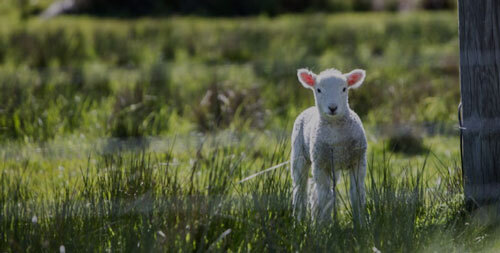agneaux dans un champ