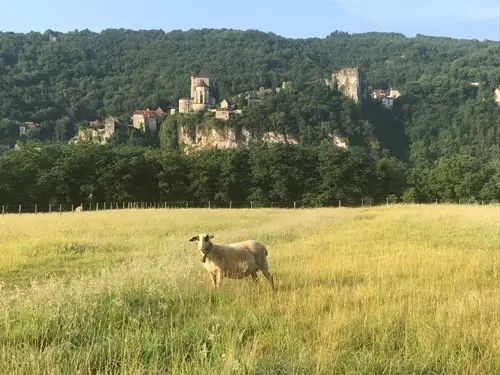 vue de loin d'une brebis dans un champ 