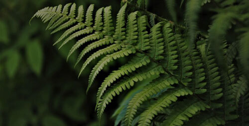 longue feuille verte