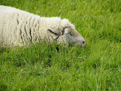 Les couettes en laine favorisent-t-elles un sommeil de qualité ? 